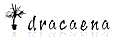 dracaena